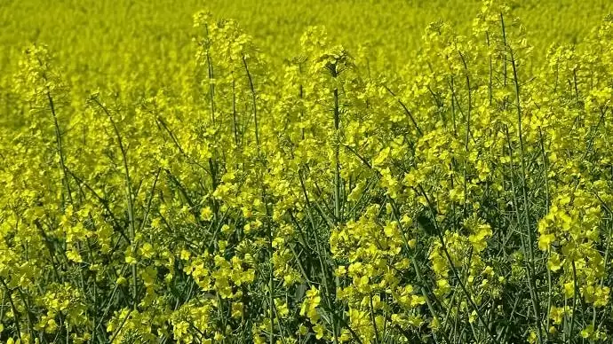 Az Avaunt® 150 EC kulcsszerepe a repce-fénybogár elleni védekezésben