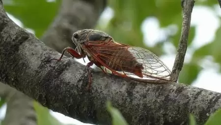 Énekével csalogatja a nőstényeket az év rovara – Az óriás énekeskabócát a MATE kutatója ismerteti