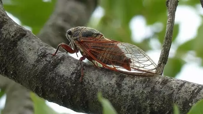 Énekével csalogatja a nőstényeket az év rovara – Az óriás énekeskabócát a MATE kutatója ismerteti
