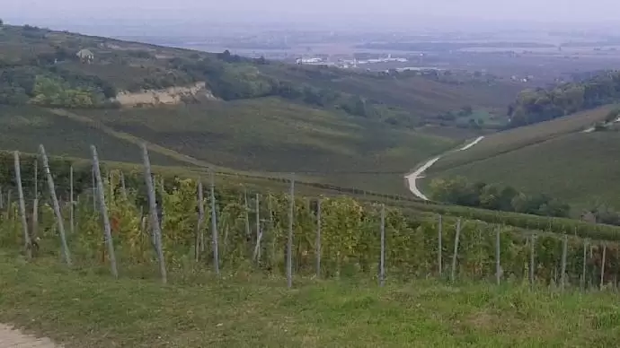 A modernizálás a feltétele a szőlő-és borágazat fejlődésének