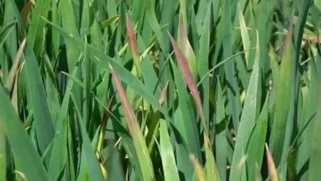 Dr Green – Egyedi dimenzió a növénytáplálásban