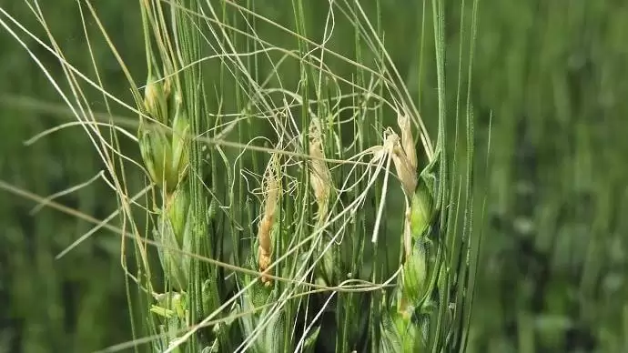 Láthatatlan kártevőink, a gabonapoloskák