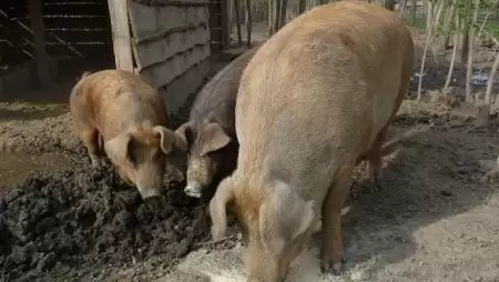 Amikor az orvos „írja fel” – Nő az igény az egészségesen tartott sertések húsa és a belőle készült termékek iránt