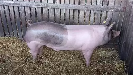 Borotvaélen egyensúlyozva – Kétségek, nehézségek és remények közt a sertéságazat szereplői