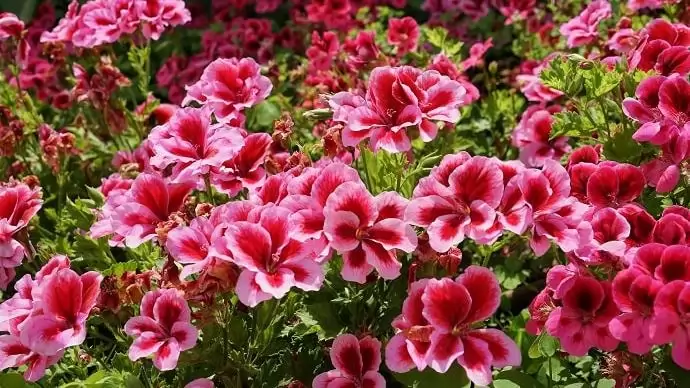 A muskátli gondozása