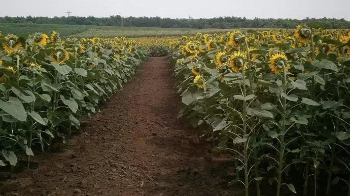 A levéltrágyázás jelentősége a napraforgóban
