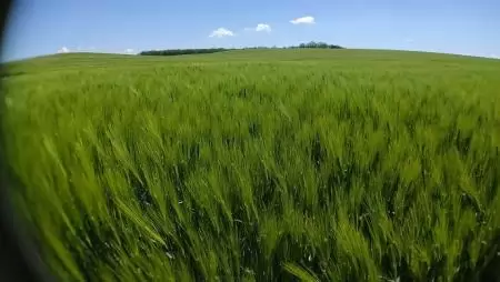 NÖVÉNYSZEMLÉK májusban – folytatódnak az országos továbbképzések