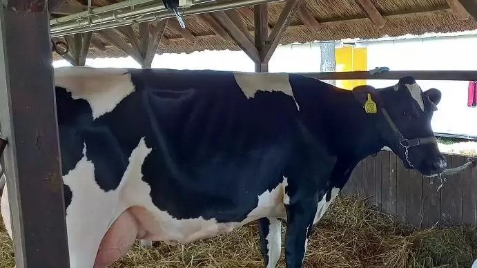 Pálmazsír helyett repcezsír – magyar alternatíva a tejelő marhák takarmányozásában