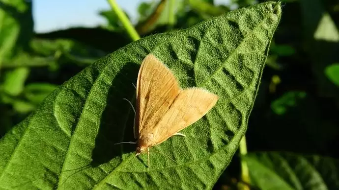 Fókuszban a kukoricamoly – A kártétel utat nyit a mikotoxinokat termelő gombáknak