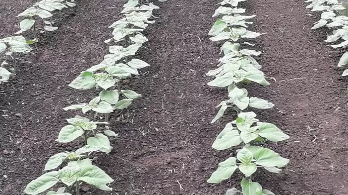 Mennyiért vehetünk termőföldet?