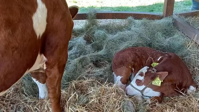 Anyatehén tartó termelők lehetőségei állománycsökkenés esetén a közvetlen támogatási rendszerben