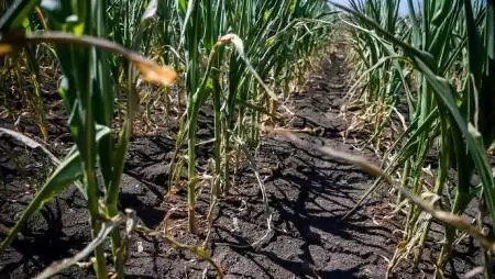 Az agrártárca minden lehetséges eszközzel támogatja a termelőket az aszálykár enyhítésében