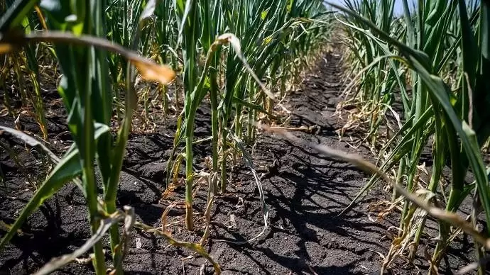 Az agrártárca minden lehetséges eszközzel támogatja a termelőket az aszálykár enyhítésében