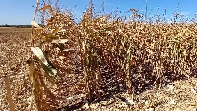 Egyeztetés az aszályhelyzet okozta károkról