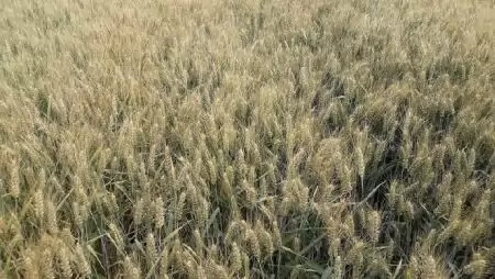 A kárenyhítés aktualitásairól