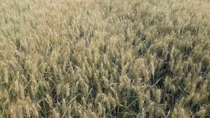 A kárenyhítés aktualitásairól