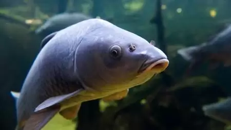 Speciális aminosav javíthatja a hazai pontytermelés mutatóit