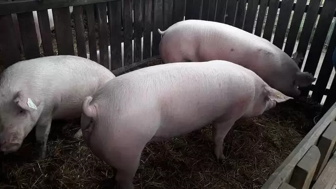 Mégsem indul ősszel az új sertésállatjóléti támogatási program