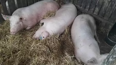 Egyre nehezebb helyzetben a sertéstartók