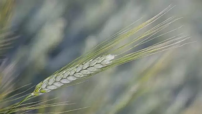 Durumbúza, a nagyobb haszon alternatívája