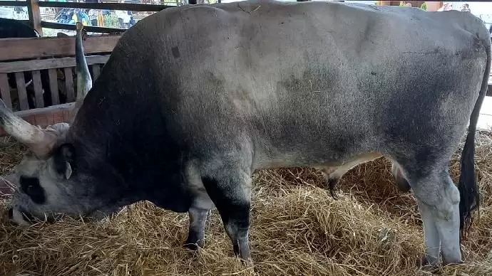 Mit etessünk szárazságban?