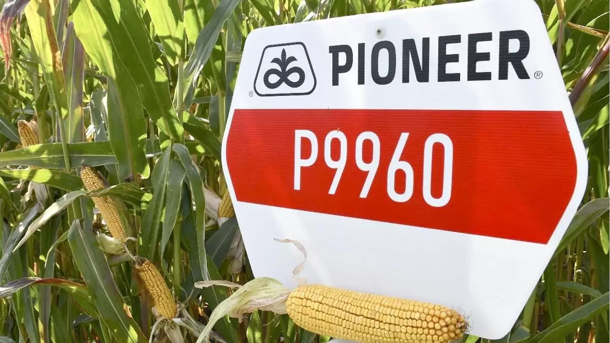 Kiemelkedő termőképességű Pioneer® kukorica hibridek az egyik legkedveltebb éréscsoportban