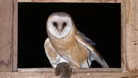 Költőládákkal segítik a védett faj szaporodását