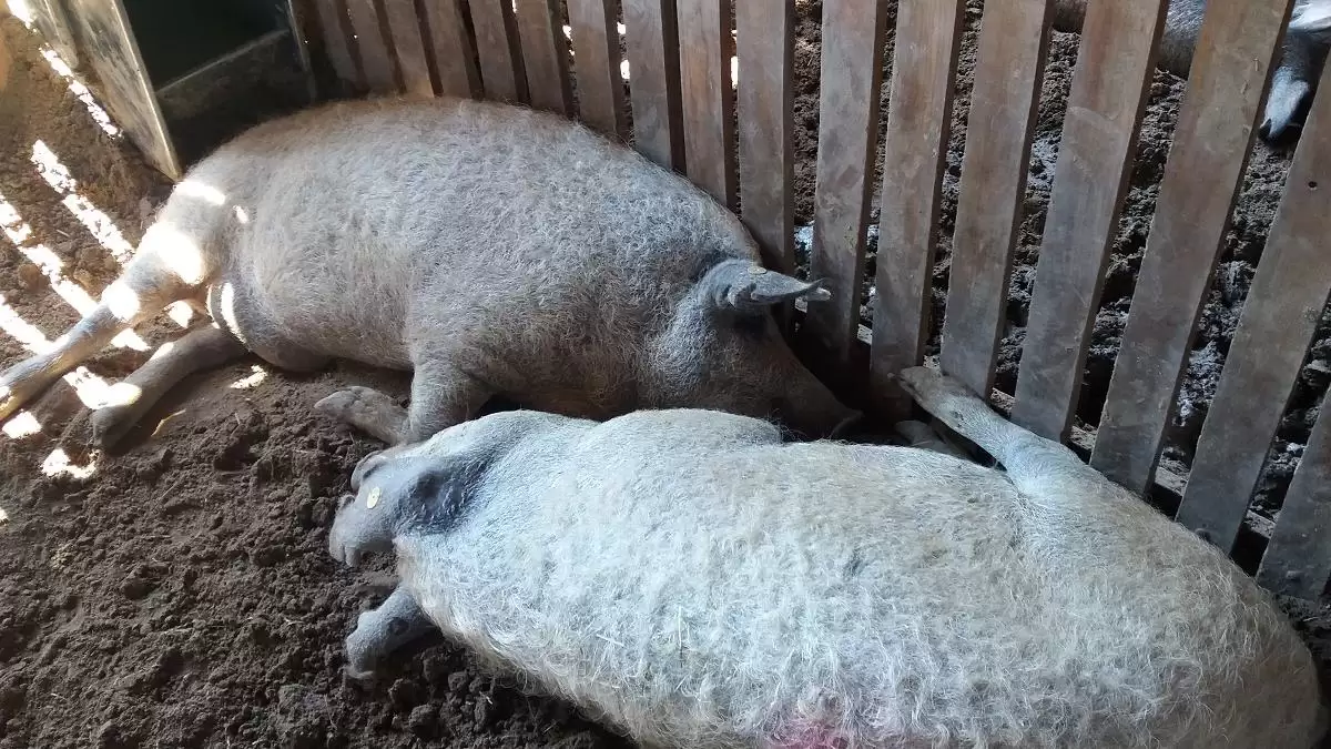 Növekvő mangalicaállomány