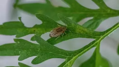 Fontos dolgok derültek ki a parlagfűvel táplálkozó bogár globális terjedéséről