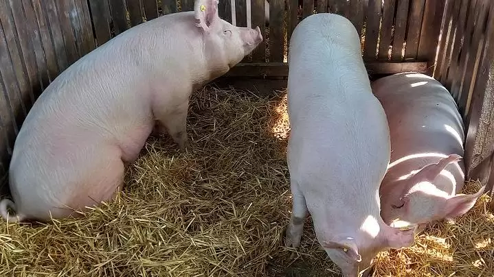 Nem lesz sertéshús, hétszeresére drágult a műtrágya, fekete év az idei