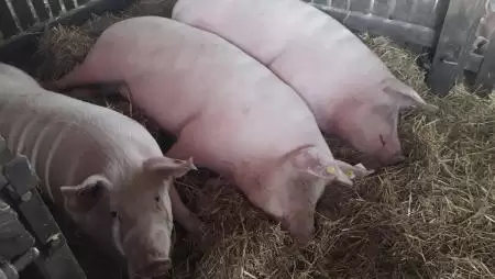 Újabb csapás a sertéstartókra