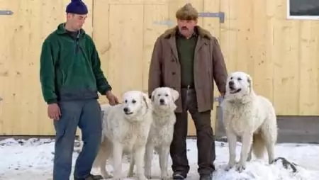 Legelő állataink őrzője: a kuvasz