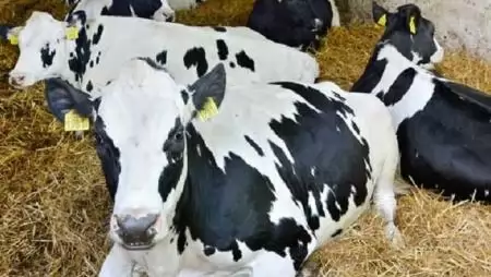 Lépésről lépésre – Nagyné és Fiai minőségi termékekkel,  kapacitásuk határán