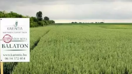 A Karintia több – Bőtermő és prémium fajtakínálat kalászosokból