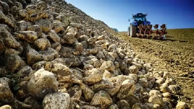 Édes egyensúly – Mi várható a cukorkvóta  eltörlése után?