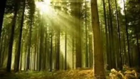  Új pályázati összegek az erdőkárok helyreállítására 