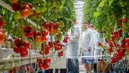 A jelszó a minőség – A hajtatókertészet idei fóruma Szentesen 