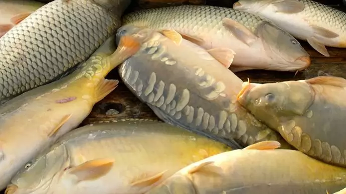 A hallal húspiacon erősít a Gallicoop