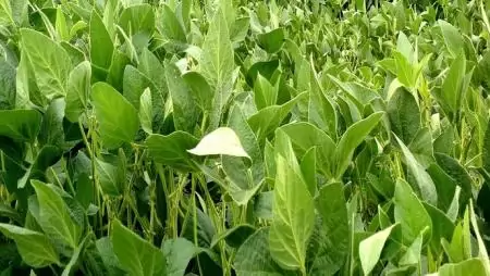 Vetőmag Szövetség: csökkenhet a szójatermesztés 2016-ban