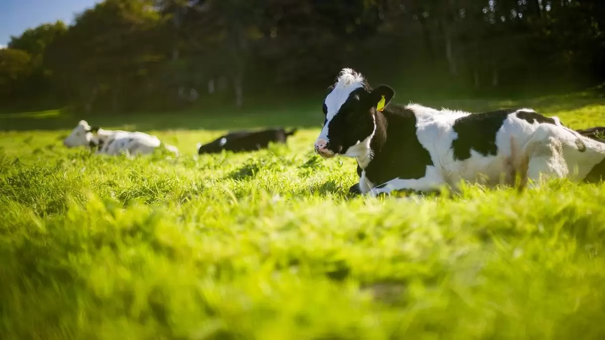 Kihirdették a 2025-ös EU Bio Díjak döntőseit