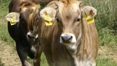 Új élet a borzderessel