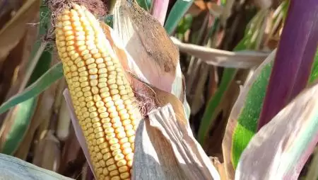 Portfólió Farm – felkészülés az eljövendő kihívásokra