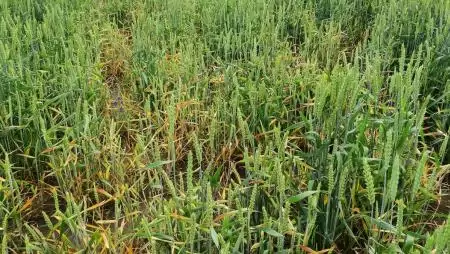 Őszi védekezés a gabonavírusok ellen