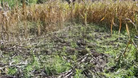 Ha sok a vad, jó, ha kéznél van a gereblye