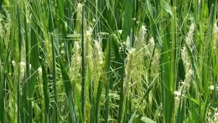 Patikamérlegen dől el a hatóanyagok sorsa