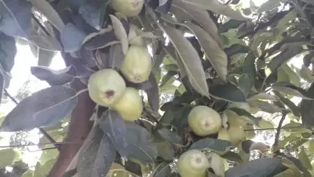 Ötvenöt almafajta a világ minden pontjáról