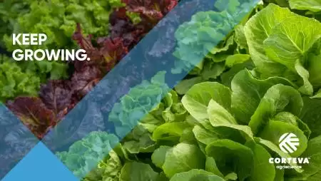 A járvány, a konfliktusok és a szélsőséges időjárás a globális élelmiszerellátó rendszerek védelmének fontosságára hívja fel a figyelmet