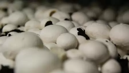 Jövőkép a gombatermesztésben: komposztálás rovarlárvákkal