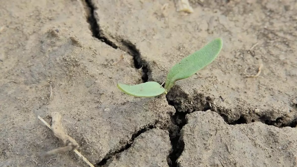 Ennyivel kalkulálhatsz, ha kárenyhítő juttatást igényelsz!