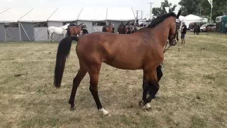 Megújult a lótartásbejelentő nyomtatvány